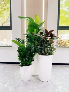 江北花木租摆，性价比超高，实惠装点你的世界！